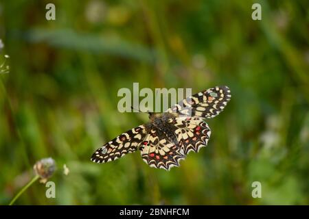 Spagnolo Festoon farfalla (Zerynthia rumina)Extremedura, Spagna Foto Stock