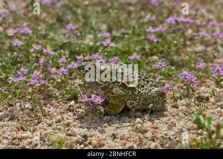 Natterjack toad (Epidaalea calamita) mimetato su fiori, Estremadura, Spagna Foto Stock