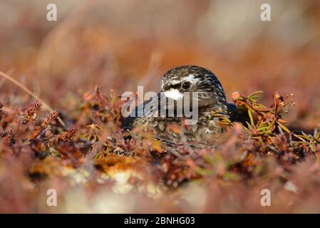 Black Turnstone (Arenaria melanocephala) incubando uova su nido, Yukon Delta National Wildlife Refuge, Alaska, USA giugno Foto Stock