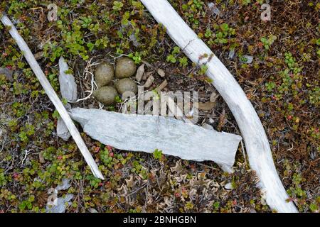 Nido di Turnstone nero (Arenaria melanocephala) con uova camuffate tra driftwood, Yukon Delta National Wildlife Refuge, Alaska, USA giugno Foto Stock