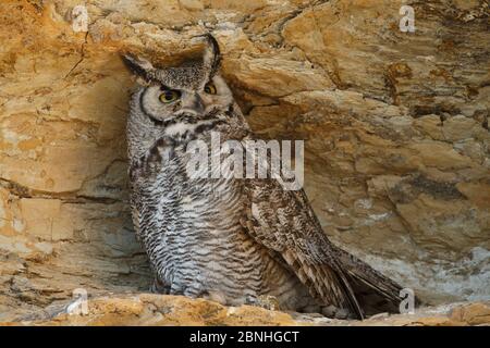 Grande Orned Owl (Buzo virginianus) femmina adulta che arrostica sulla scogliera. Sublette County, Wyoming, USA, giugno Foto Stock