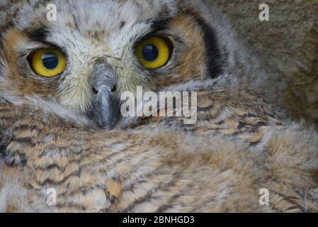 Grande Orned Owl (Buzo virginianus) primo piano ritratto di recente volato gufo, Sublette County, Wyoming, USA, maggio Foto Stock