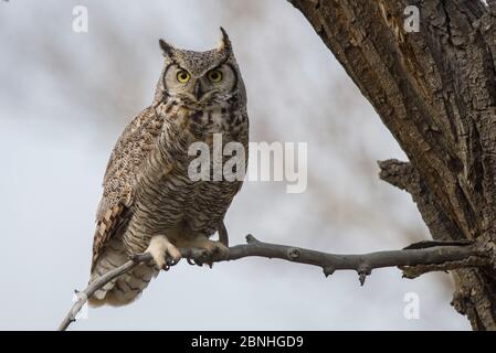 Grande Orned Owl (Buzo virginianus) adulto maschio riposo ritratto, Sublette County, Wyoming, USA maggio Foto Stock