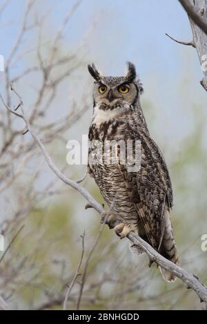 Grande Orned Owl (Buzo virginianus) ritratto femminile adulto, Sublette County, Wyoming, USA May Foto Stock