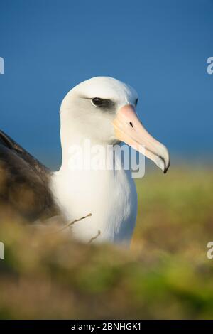 Ritratto di riposo dell'albatross di Laysan (Phoebastria immutabilis). Oahu, Hawaii, gennaio Foto Stock