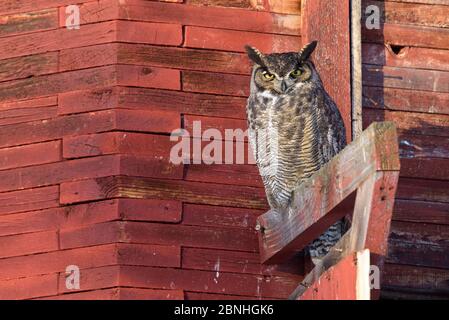 Grande Gufo cornuto (Bubo virginianus) sono ' appollaiati al di fuori di un vecchio fienile in inizio di mattina di sole a temperature di congelamento, Okanogan County, Washington, USA, J Foto Stock