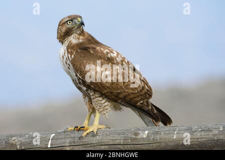 Falco dalla coda rossa (Buteo jamaicensis) ritratto giovanile, Canyon County, Idaho, USA febbraio Foto Stock