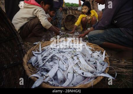 I bambini di Rakhine che smistano attraverso i pescatori catturano un'isola barriera effimera nel Mar Bengala, Stato di Rakhine, Myanmar, 2012 Foto Stock