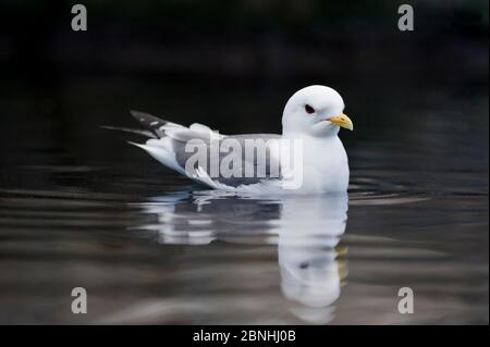 Kittiwake (Rissa brevirostris) a zampe rosse sul mare. Alaska, Stati Uniti. Giugno. Foto Stock