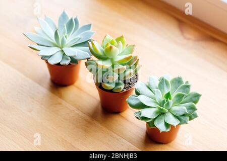 Pianta succulenta sul davanzale. Home piante cactus alla luce del sole di fronte alla finestra nella stanza. Foto Stock