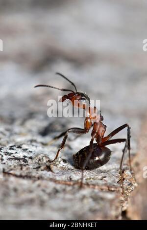 Wood ANT (Formica rufa) in posizione difensiva, Dorset, Inghilterra, Regno Unito, maggio Foto Stock