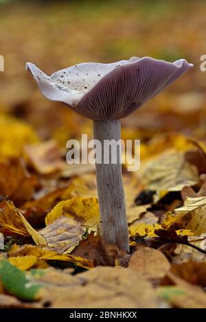 Legno Blewit Fungo Levetta Blu A Fungo Violetter R telritterling legno-blewit-fungo-levetta-blu-a-fungo-violetter-r-telritterling