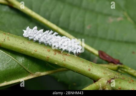 Larva di alder bianco (Eriocampa ovata) che cammina lungo il gambo di foglia di ontano, Surrey, Inghilterra, UK, giugno Foto Stock