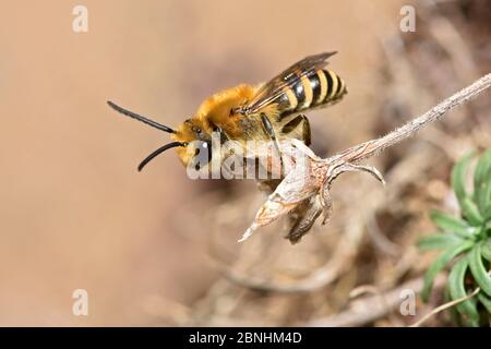 Ivy Bee (Colletes hederae) nuove specie nel Regno Unito nel 2001 questa ape è diventata più diffusa in tutta l'Inghilterra meridionale. Cornovaglia, Inghilterra, Regno Unito, settembre Foto Stock