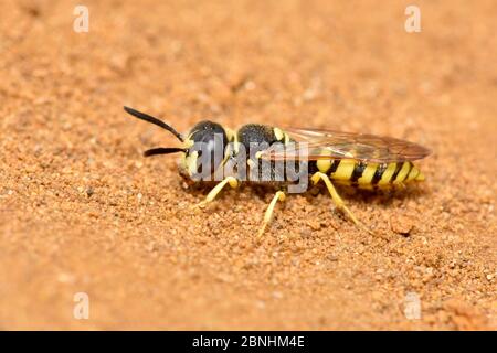 Bee killer wasp / Beewolf (Philanthus triangulum) maschio su brughiera sabbiosa, Surrey, Inghilterra, Regno Unito, luglio Foto Stock