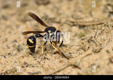 Heath potter wasp (Eumenes coartatus) femmina utilizzando i suoi mandioli per raccogliere fango per la costruzione di nido, Surrey, Inghilterra, Regno Unito, agosto Foto Stock