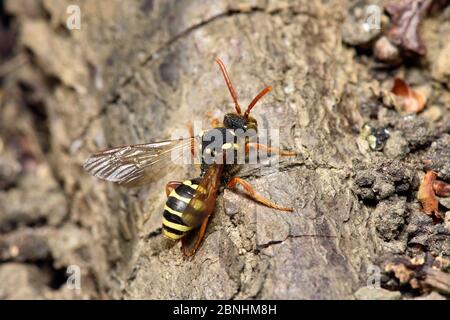 L'ape nomade di Gooden (Nomada goodeniana) un'ape a cucù che depone le sue uova nei nidi di varie api Andrena di grandi dimensioni, Hertfordshire, Inghilterra, Regno Unito. Aprile Foto Stock