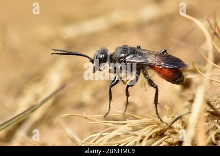 Shield Bug Hunting Wasp (Astata Boops) ritratto che mostra lunghe gambe adattate per il trasporto di ninfe di bug scudo paralizzato, Surrey, Inghilterra, UK. Giugno Foto Stock