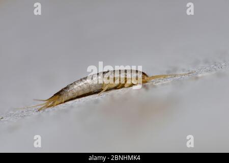 Silverfish (Lepisma saccarina) vista laterale su muro, Hertfordshire, Inghilterra, Regno Unito, luglio . Mettere a fuoco l'immagine impilata Foto Stock