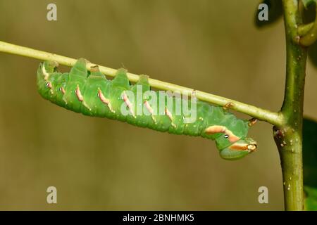 Grande prominente (Peridea anceps) larve su quercia ramoscello, Surrey, Inghilterra, UK, luglio Foto Stock
