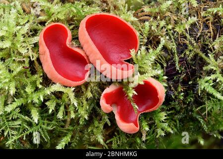 Scarlatto Elfcup (Sarcoscopypha austriaca) un fungo invernale che appare su torsioni morte in luoghi umidi ombreggiati spesso parzialmente sepolti in muschio, Bedfordshire, en Foto Stock