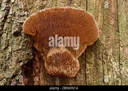 Fungo di staffa di mazegill di quercia (Daedalea quercina) con pori larghi simili a branchie, Buckinghamshire, Inghilterra, Regno Unito, novembre Foto Stock