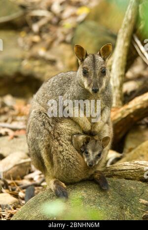 Allied rock-wallaby (Petrogale assimilis) femmina con giovane all'interno della custodia, Bowling Green NP, Queensland, Australia. Maggio. Foto Stock