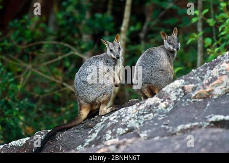 Allied Rock-wallaby (Petrogale assimilis) coppia maschile e femminile, Bowling Green NP, Queensland, Australia. Maggio. Foto Stock