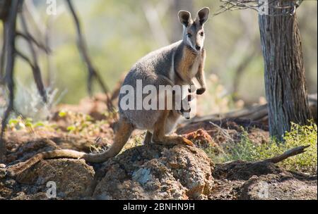 Wallaby di roccia dal piede giallo (Petrogale xanthopus subsp. Celeris) madre con joey, Parco Nazionale di Idaia, Queensland, Australia. Settembre. Foto Stock