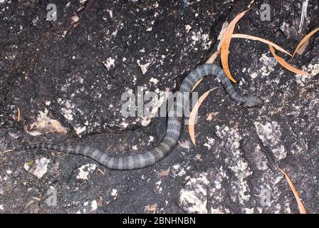 Southern Death Adder (Acanthophis antarcticus) Paluma NP, Queensland nord-orientale, Australia. Maggio. Specie velenose pericolose. Foto Stock