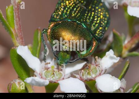 L'apetolo del gioiello (Stigmoderna gratiosa) che si nuce al fiore di Leptospermum. Endemico dell'Australia Occidentale.Stirling Range NP, Australia Occidentale. Dicembre. Foto Stock