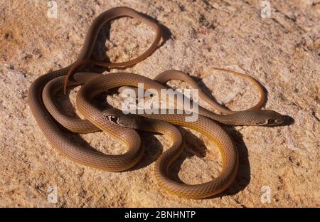 Serpente a testa stretta (Demansia angusticeps) due giovani, Edgar Range, Kimberley, Australia occidentale. Specie venomose. Foto Stock