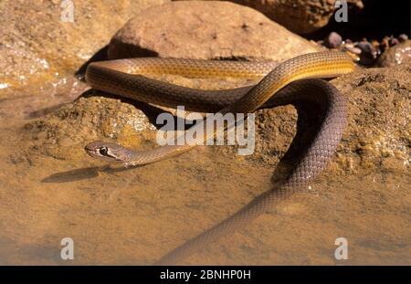 Serpente a testa stretta (Angusticeps Demansia) con coda in acqua, Edgar Range, Kimberley, Australia Occidentale, Giugno. Specie venomose. Foto Stock