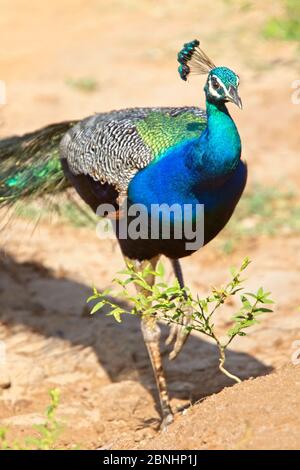 Green Peafowl, Peacock, (Pavo muticus), Parco Nazionale di Uda Walawe, Sri Lanka. Foto Stock