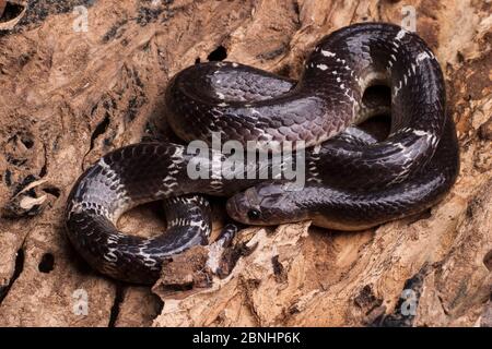 Serpente krait comune (Bungarus caeruleus) India. Foto Stock