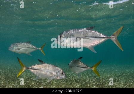 Pesce di cric a cavallo (Caranx latus) Shark Ray Alley, riserva marina di Hol Chan, barriera corallina del Belize, Belize. Foto Stock