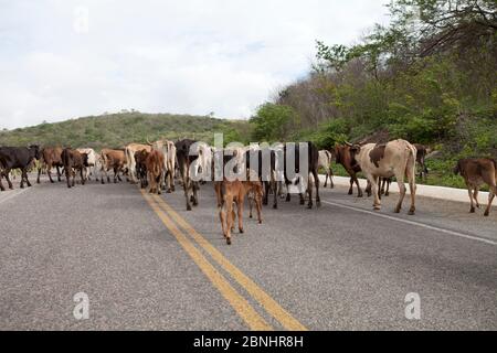Assuntato: Vaqueiro transporta gado por estrada no sertão do Ceará Data: 06/05/13 locale: Pedra Branca/CE Foto Stock