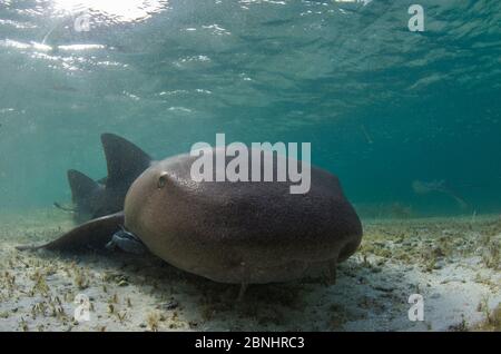 Squalo nurse (Ginglymostoma cirratum) Halfmoon Caye, Atollo faro Reef, Belize. Foto Stock