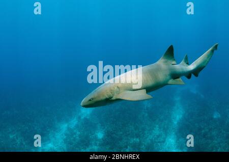 Squalo Nurse (Ginglymostoma cirratum) Riserva Marina di Hol Chan, barriera Corallina del Belize, Belize. Foto Stock