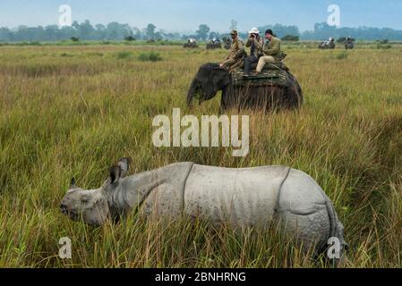 Turisti che guardano i rinoceronti indiani (rinoceronti unicornis) dal retro dell'elefante asiatico domestico (Elephas maximus) Kaziranga National Park, Assam, Foto Stock