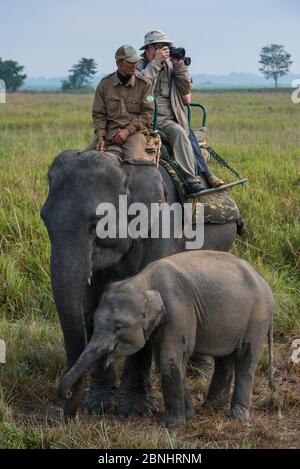 Turisti che cavalcano elefante asiatico domestico (Elephas maximus) con il vitello che cammina nelle vicinanze, Kaziranga National Park, Assam, India nordorientale. Novembre 2014. Foto Stock