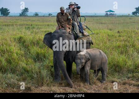 Turisti che cavalcano elefante asiatico domestico (Elephas maximus) con il vitello che cammina nelle vicinanze, Kaziranga National Park, Assam, India nordorientale. Novembre 2014. Foto Stock