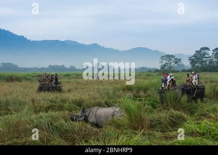 Turisti che guardano i rinoceronti indiani (rinoceronti unicornis) dal retro dell'elefante asiatico domestico (Elephas maximus) Kaziranga National Park, Assam, Foto Stock