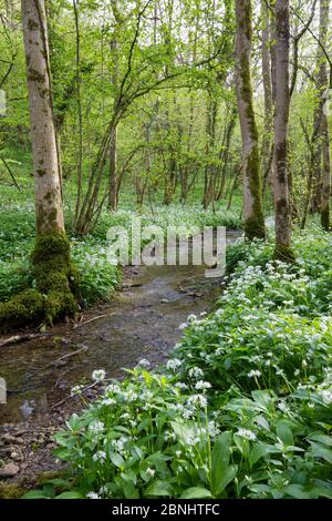 Aglio selvatico / Ramsons (Allium ursinum) fiorente in, bosco lungo il Kilcott Brook, Midger Gloucestershire Wildlife Trust Riserva Naturale, Glou Foto Stock