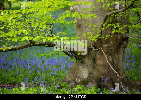 Bluebells (Hyacinthoides non-scripta) e Faggio alberi (Fagus silvatica) in primavera bosco, Foxhole Riserva Naturale, Oxfordshire, Regno Unito. Maggio. Foto Stock