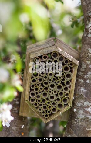 Scatola di insetti di giardino posizionata in albero di mela, Stroud, Gloucestershire, Regno Unito. Maggio. Foto Stock