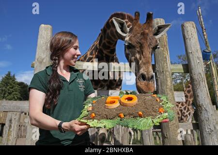 Il guardiano Lynn Wyllie tiene una torta di 50° compleanno accanto alle giraffe al Blair Drummond Safari Park di Stirling mentre il parco celebra il suo 50° anniversario. Foto Stock