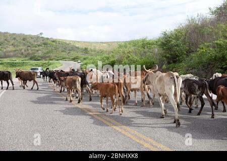 Assuntato: Vaqueiro transporta gado por estrada no sertão do Ceará Data: 06/05/13 locale: Pedra Branca/CE Foto Stock