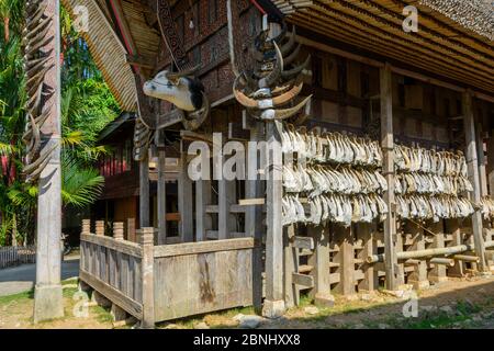 Fauci e corna di bufalo su un tongkonan, la casa cerimoniale a TanaToraja, Sulawesi, Indonesia Foto Stock