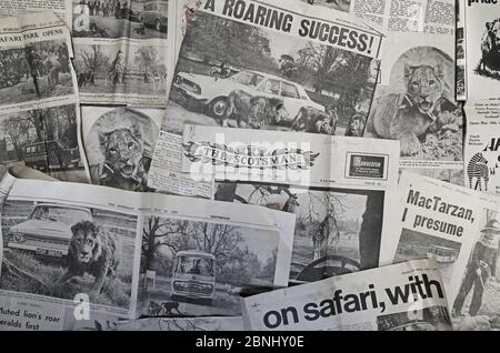 Tagli di giornale da quando il parco safari di Blair Drummond a Stirling ha aperto per la prima volta mentre il parco celebra il suo 50 ° anniversario. Foto Stock